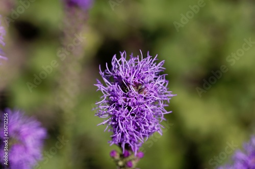 Prairie blazing star  Liatris pycnostachya 