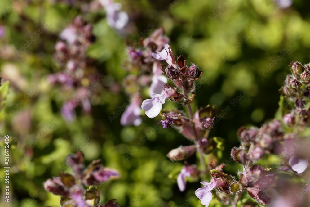 Wall germander (Teucrium chamaedrys) Wall germander (Teucrium chamaedrys)