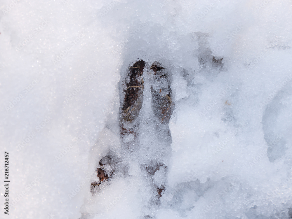 Footprint, Track of Red Deer (Cervus elaphus) on snow in winter Footprint, Track of Red Deer (Cervus elaphus) on snow in winter