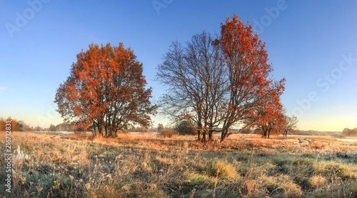 Scenic autumn landscape of colorful nature on october meadow with trees. Red foliage on tree and hoarfrost on grass. Fall. Amazing autumn in clear morning.