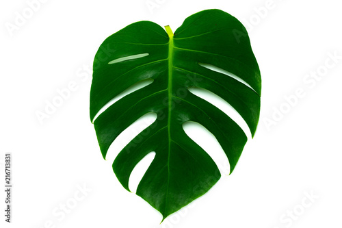 Monstera miltiple leaves leaves isolated on white background. flat lay design