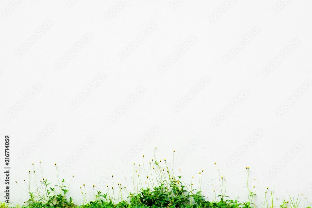 Obraz biała ściana i kwiat trawy