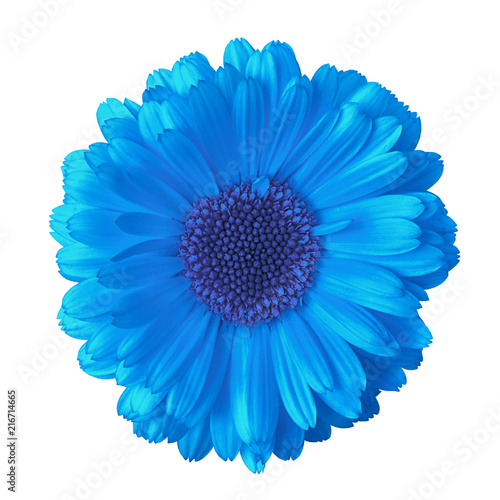 flower blue calendula, isolated on a white background. Close-up. Element of design. 