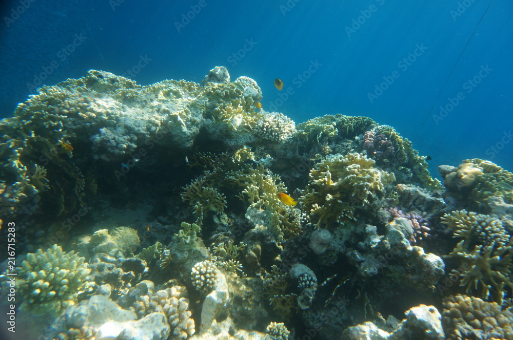 Fototapeta premium coral fish