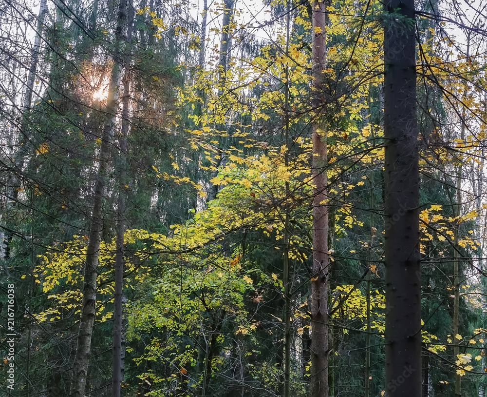 Fototapeta premium Sunset in the autumn forest. Autumnal natural b