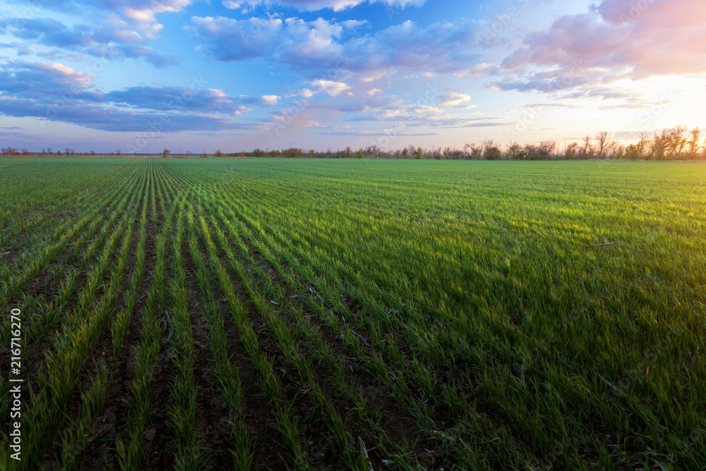 green sprouts of young wheat / agriculture rural landscape