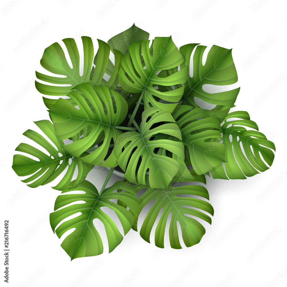 Monstera plant in a pot, top view. Houseplant for decorating the worktop. Vector 3d realistic style. - obrazy, fototapety, plakaty 