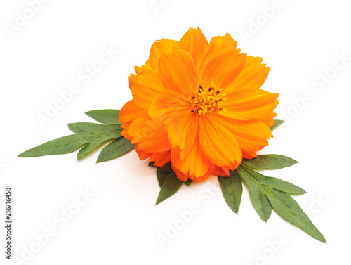 Fototapeta Naklejka Na Ścianę i Meble -  Beautiful orange flower.
