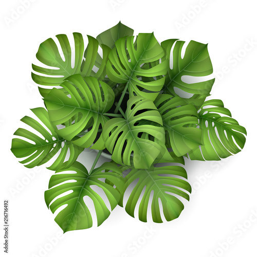 Monstera plant in a pot, top view. Houseplant for decorating the worktop. Vector 3d realistic style.