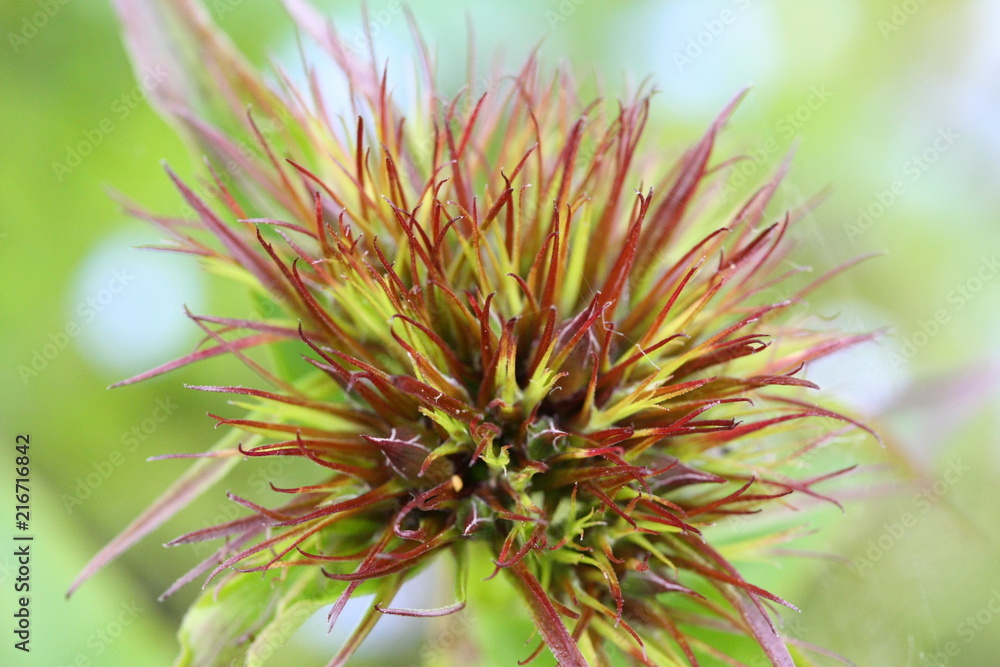 grüne Distel grüne Distel