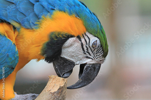Tableau sur toile Blue and yellow macaw pecking wood - Florida