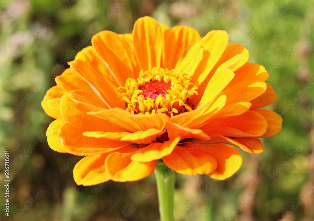 Orange blossoming zinnia with bokeh background. Orange blossoming zinnia with bokeh background.