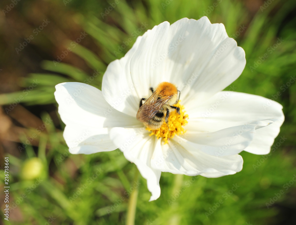 Bee sucking nectar from blossoming white cosmos. Bee sucking nectar from blossoming white cosmos.