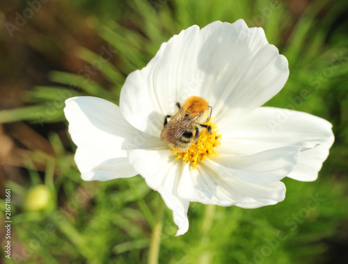 Bee sucking nectar from blossoming white cosmos. 