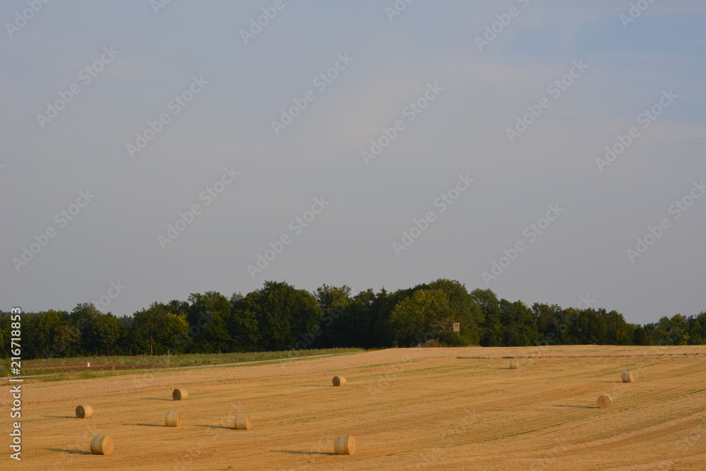 Obraz premium Feuerstein