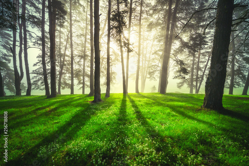 Forest landscape and morning fog in spring