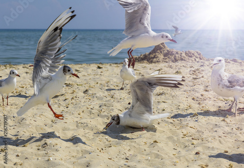 flock of seagulls on the beach on a summer sunny day