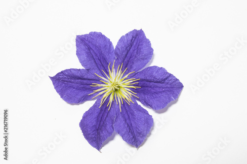 Pretty Clematis Flower and Petals on White Background © squeebcreative