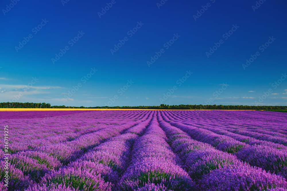 Obraz premium Lavender field in Provence