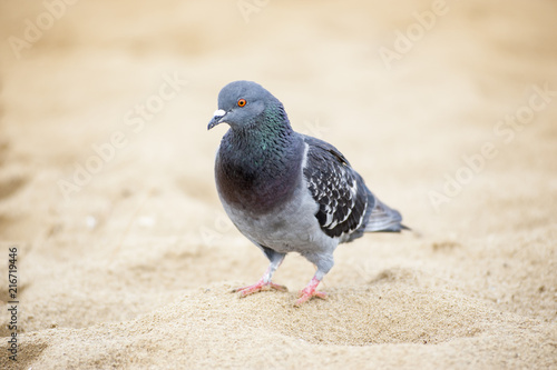 Pigeon on sand
