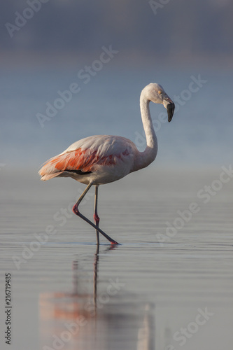 Chilean flamingo in Ansenuza National Park  Cordoba  Argentina