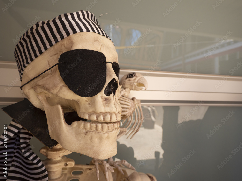 Close up of Pirate Skeleton with Eye Patch and Parrot Stock Photo | Adobe  Stock