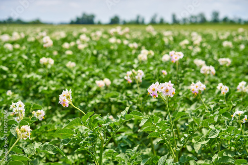 Flowering potato plants on the field on a sunny day