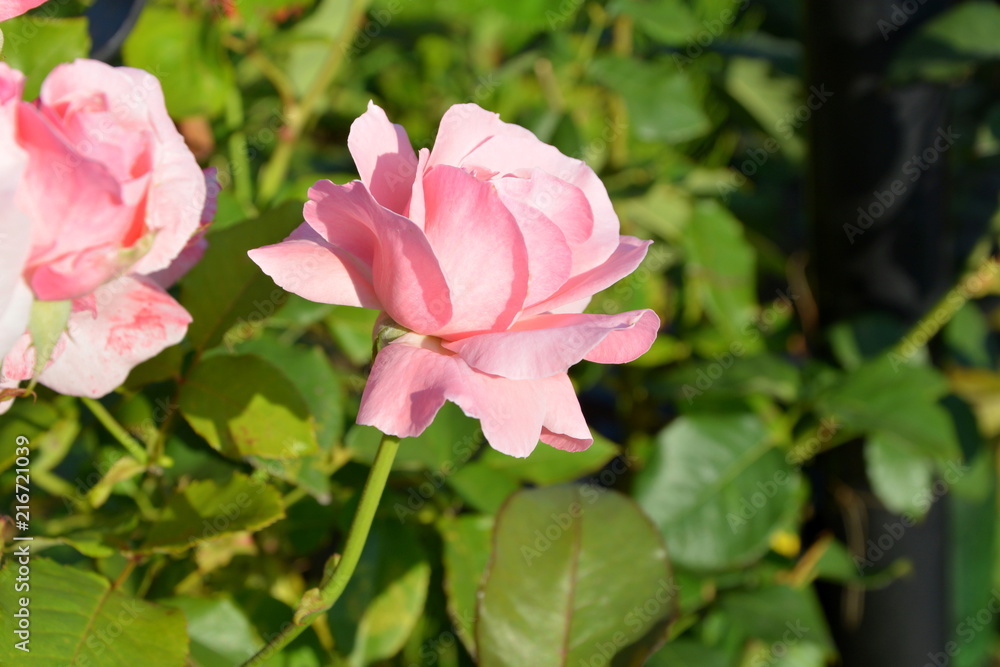 Great roses. Nice flowers in the garden in midsummer, in a sunny day. Green landscape