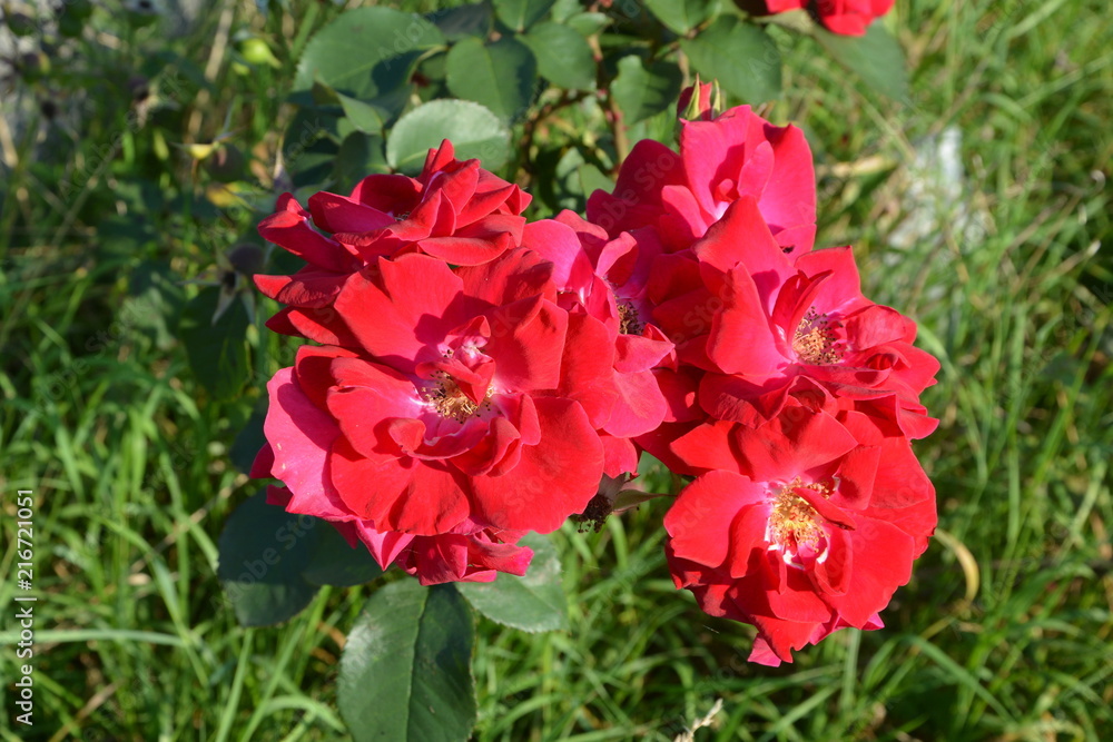 Great roses. Nice flowers in the garden in midsummer, in a sunny day. Green landscape Great roses. Nice flowers in the garden in midsummer, in a sunny day. Green landscape