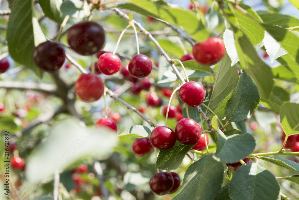 cherries on tree