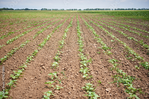 Young shoots of sunflowers in rows on the soil
