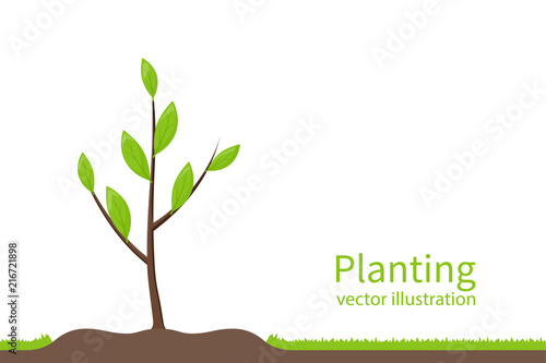 Planting tree. Process planting concept. Gardening agriculture, caring for environment. Vector illustration flat design. Young sapling.