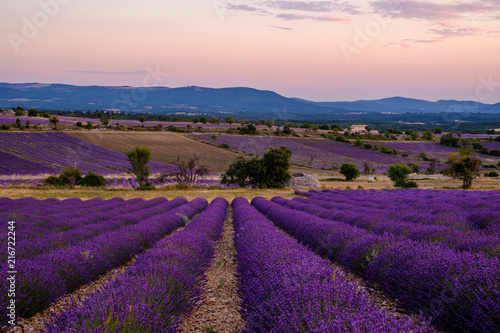 Champ de lavande, coucher de soleil. Ferrassières, Provence, France. 