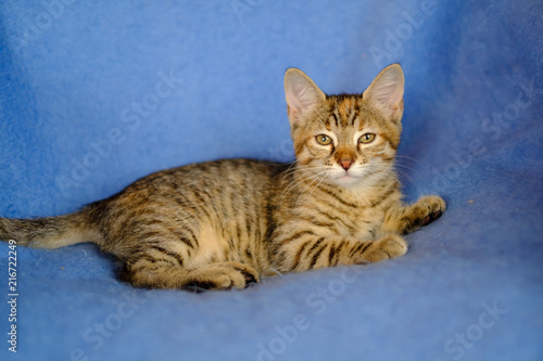 Adorable chaton calico de trois mois, couché sur la couverture bleu.