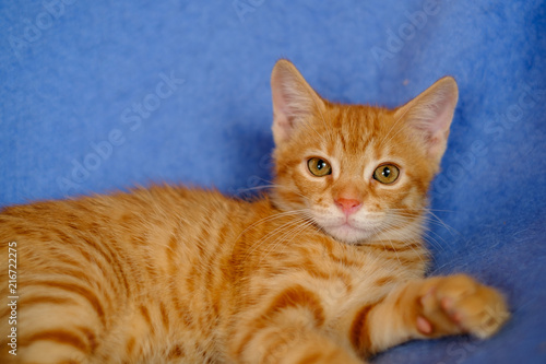 Adorable chaton roux de deux mois, couché sur la couverture bleu