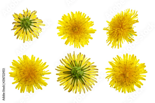Fototapeta Naklejka Na Ścianę i Meble -  Dandelion flower or Taraxacum Officinale isolated on white background. Top view. Flat lay pattern