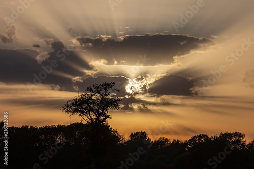 Canvas Print Silhouetted trees at sunset, with sunbeams shining through clouds