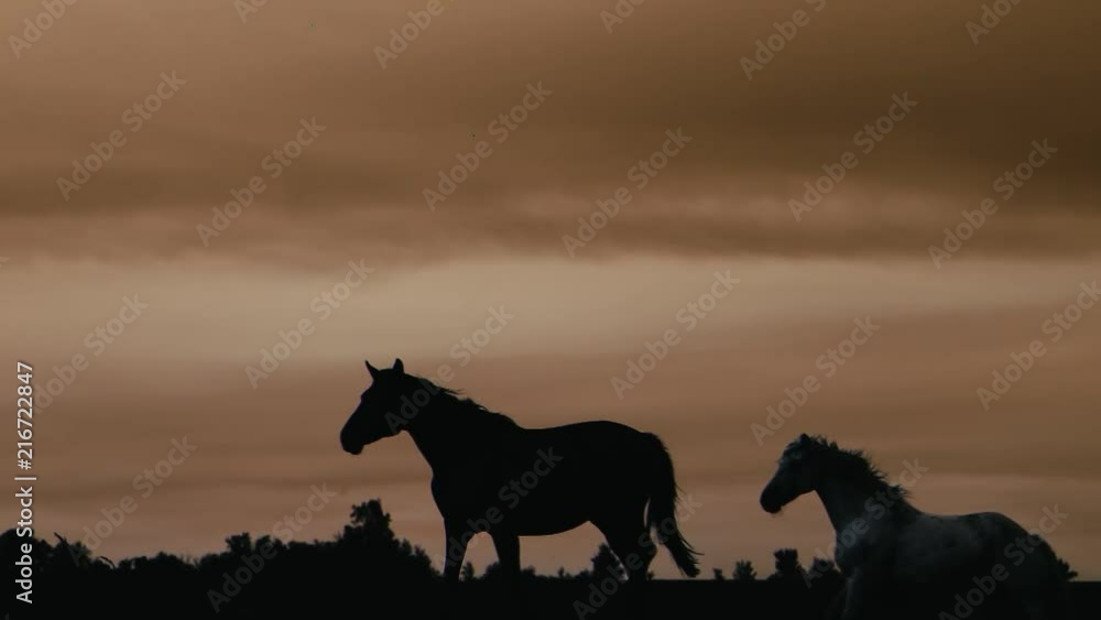 Herd of wild horses moving through the yellow hills, during pink sunset. Wild animals, wild places, running stallions Herd of wild horses moving through the yellow hills, during pink sunset. Wild animals, wild places, running stallions