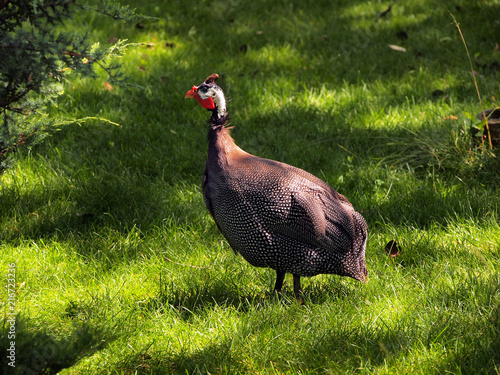 The common Guinea-fowl, Numida meleagris, a large dark gray birds in the grass. A bird from African forest-steppe. photo