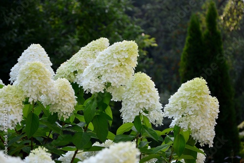 Luxury bush white paniculata hydrangeas on the background of the garden.