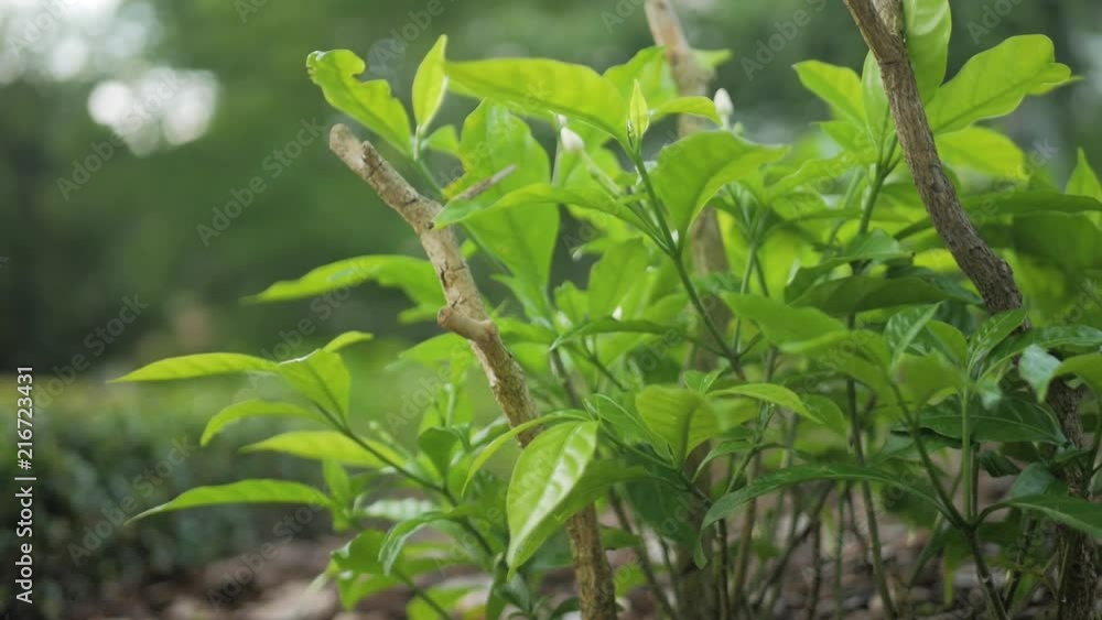 Green shrub during sunny day Green shrub during sunny day