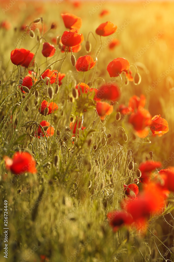 Naklejka premium poppies field background