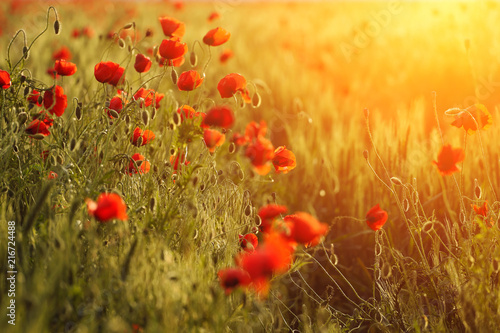 Fototapeta Naklejka Na Ścianę i Meble -  poppies field background