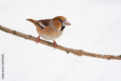 Hawfinch sits on a branch (isolated on white background).