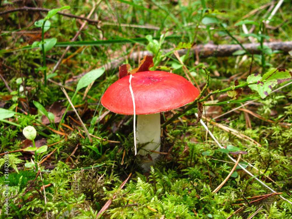 Mushroom with a red cap in green moss. Mushroom with a red cap in green moss.