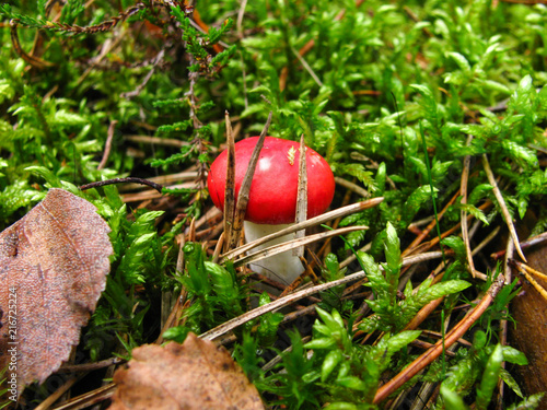 Mushroom with a red cap in green moss.