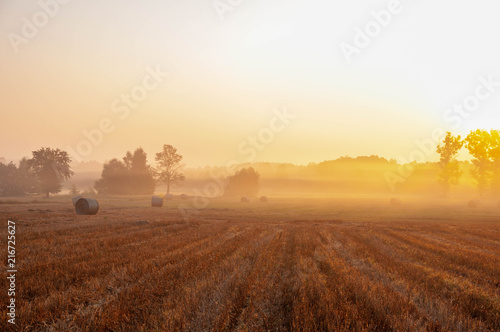 Morning field full of sun