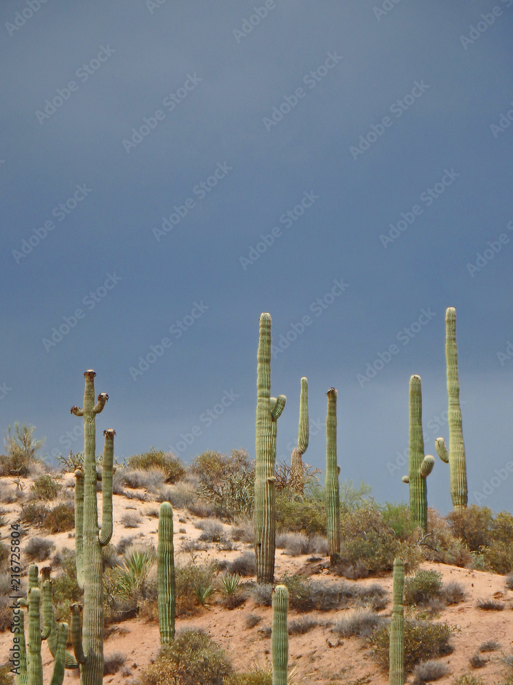 Saguaro Cactuses on a Desert Hill by the Apache Trail