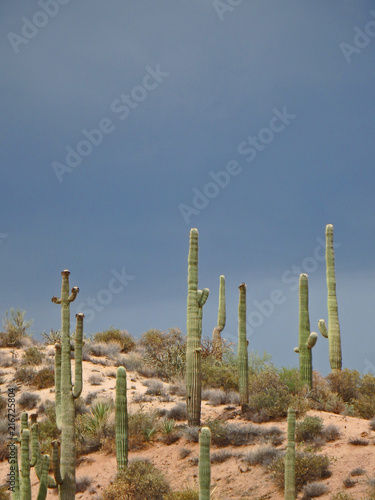Saguaro Cactuses on a Desert Hill by the Apache Trail © Tyger Gilbert