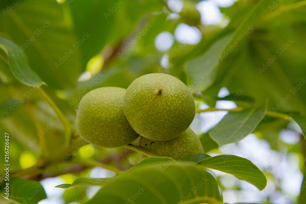 The common walnut in growth